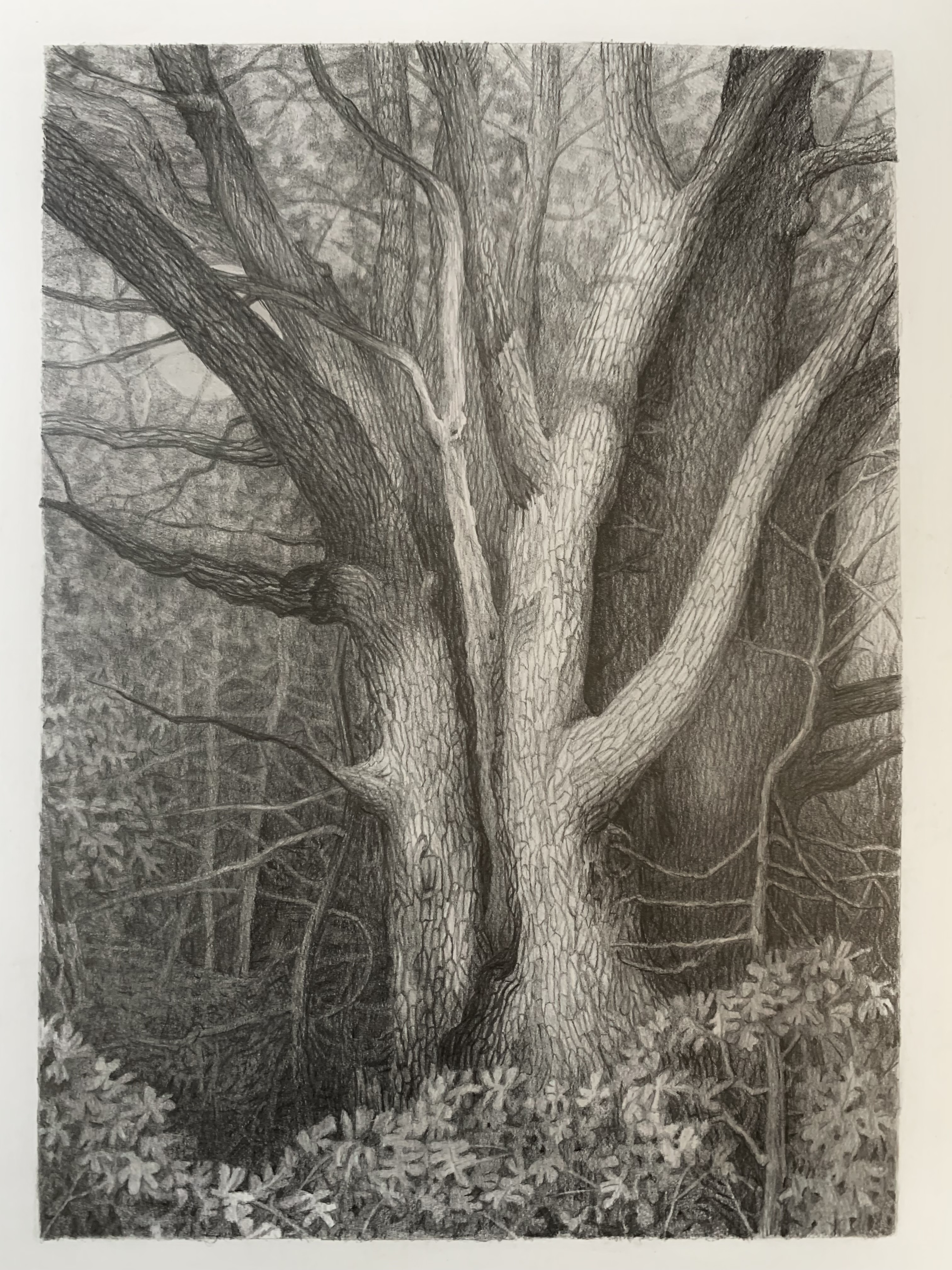 copse of trees in moonlight